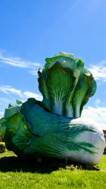 玻璃钢仿真白菜雕塑 (10)